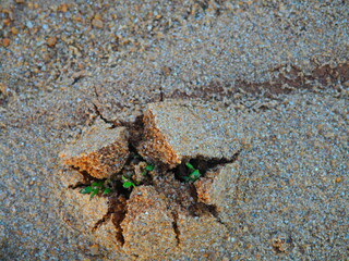 Grass sprouting from the ground and breaking through the layer of sand