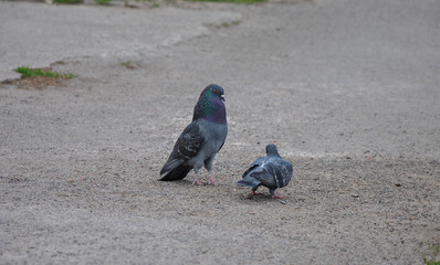 Fototapeta premium a dove dances in front of a dove. mating games of pigeons