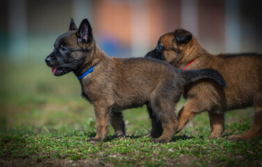 Two puppies of belgian shepherd malinois on the green grass.