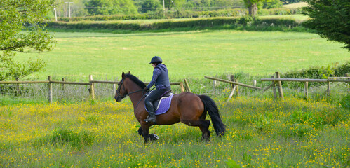 Young woman and her bay horse enjoy moving at speed outdoors in the English countryside, riding amongst the buttercups.