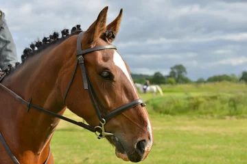 Fototapeten Close up shot of  bay horse smartly turned out ready for competition with plaited mane and smart leather bridle. © Eileen