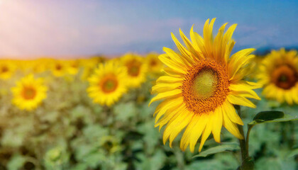 Colorful gradient and noise background. sun flowers with nature light
