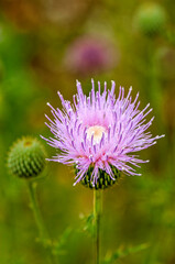 Texas Thistle with Flower and Bud