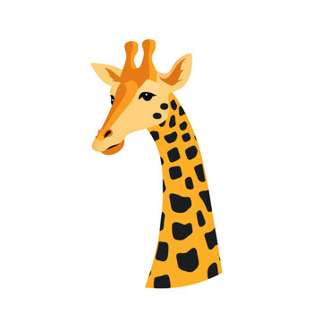 giraffe head isolated on white