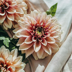 Top view image of aesthetic background. dahlia flowers over pastel scarf