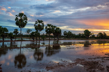 Palm tree fields in An Giang province, Mekong Delta, Vietnam. The area is known for palm sugar, palm tree farming. A palm tree can be productive for years. It is common to see palm trees on rice field