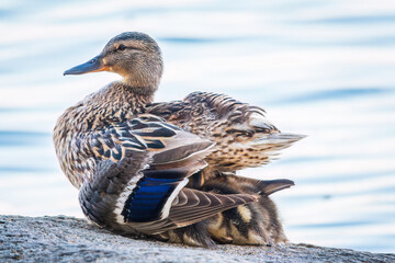Adult duck with many ducklings sits on green shore of pond