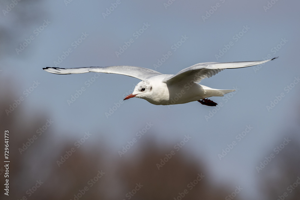 Wall mural The European Herring Gull, Larus argentatus is a large gull. Here flying in the air.