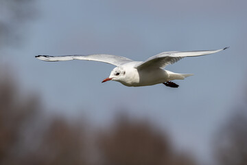 The European Herring Gull, Larus argentatus is a large gull. Here flying in the air.