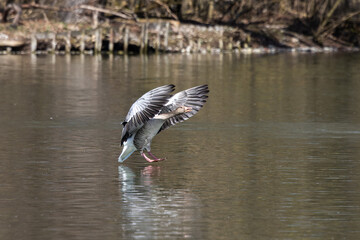 The greylag goose spreading its wings on water. Anser anser is a species of large goose