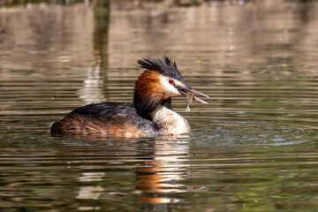 Great Crested Grebe, Podiceps cristatus has caught a fish.