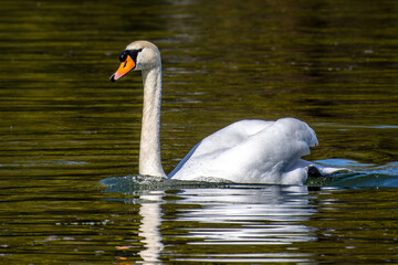 Mute swan, Cygnus olor swimming on a lake in Munich, Germany