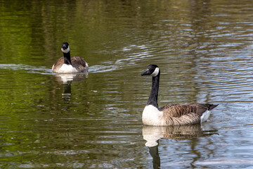 The Canada Goose, Branta canadensis at a Lake near Munich in Germany