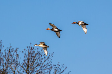 Red-crested Pochard, Netta rufina flying over a lake at Munich, Germany