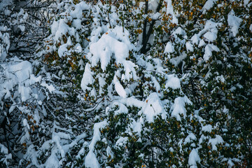 Snow on the branches of trees and bushes after a snowfall. Beautiful winter background with snow-covered trees. Plants in a winter forest park. Cold snowy weather. Cool texture of fresh snow. Closeup.