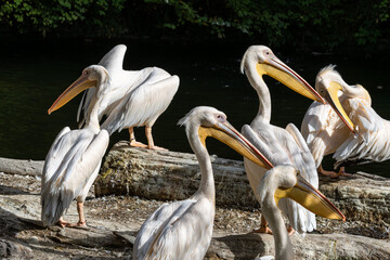 Great White Pelican, Pelecanus onocrotalus in a park