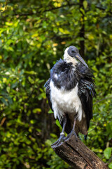 The Straw-necked Ibis, Threskiornis spinicollis is a bird of the ibis family