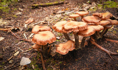 Mushrooms in the Forest