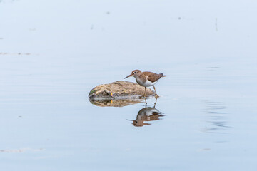 Common sandpiper, Actitis hypoleucos, resting lake shore with reflection in water.