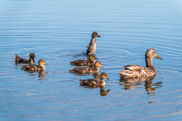 A family of ducks, a duck and its little ducklings are swimming in the water. The duck takes care of its newborn ducklings. Mallard, lat. Anas platyrhynchos