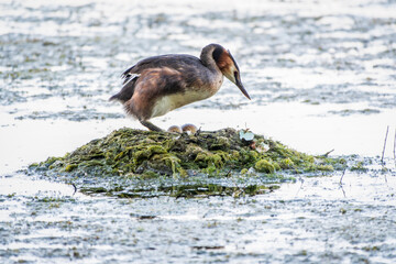 Great Crested Grebe, Podiceps cristatus, water bird sitting on the nest, nesting time on the green lake