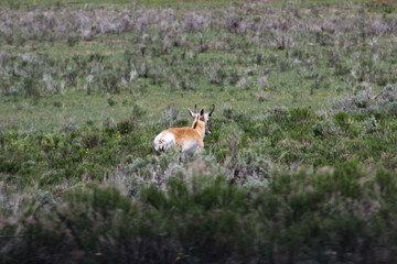 Pronghorn