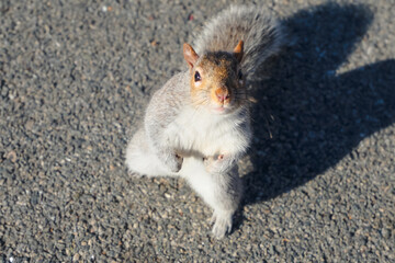 friendly squirrel standing in the central park looking for food close up, friendly wild animals © Veronique