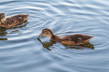 Cute little duckling swimming alone in a lake or river with calm water