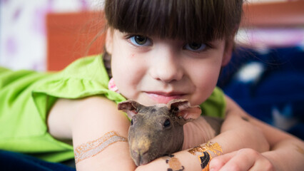 guinea pig lies in the arms of a little girl