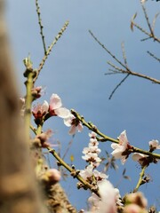 blooming tree
