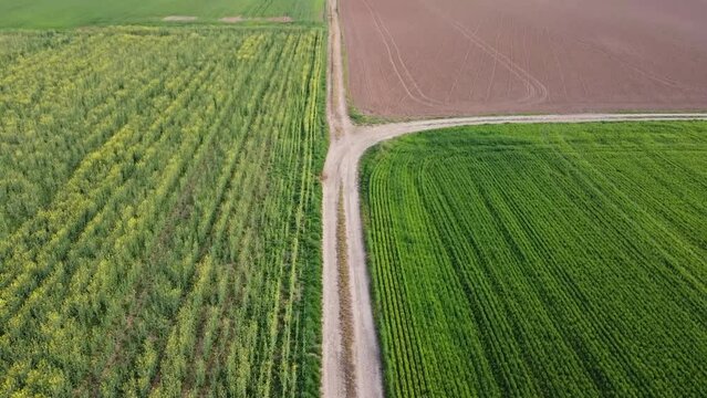 Fields of grain in the Valley Po - Alessandria, piedmont, italy