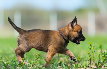 Young puppy of belgian shepherd dog running on green grass in summer