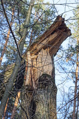 Fototapeta premium one large gray broken oak tree in the forest