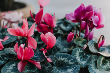 Beautiful pink cyclamen flowers in a pot on a street.