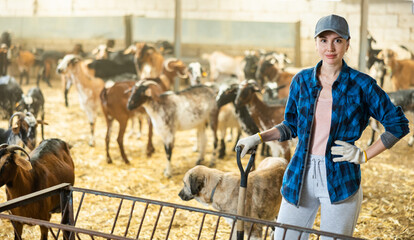 Confident skilled young female breeder standing with herding dog in stall with domestic goats at...