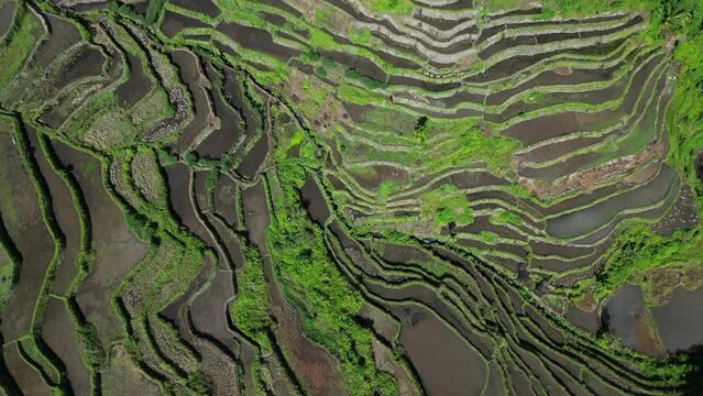 Aerial tilt view of picturesque Batad Rice Terraces in Ifugao Province, Luzon Island, Philippines, 4k
