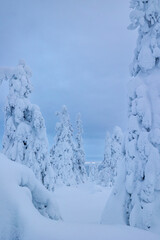 Fototapeta na wymiar Beautiful winter landscape at sunset. Lapland