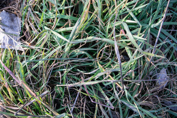 Fondo de césped y hierba verde.