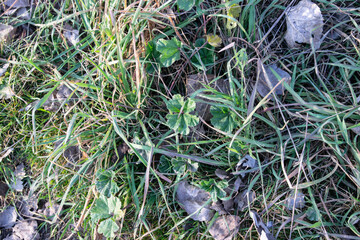Fondo de césped y hierba verde.