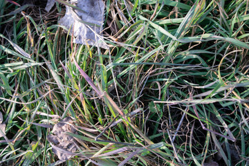 Fondo de césped y hierba verde.