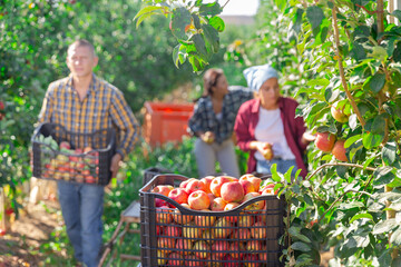 Obraz premium Crates with harvest of red apples in orshard