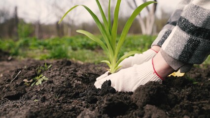 farmer digs ground with shovel, shovel, hands planting green sprout ground, agriculture, care...