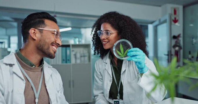 Scientist, team and analysis on cannabis in laboratory with leaf study, medical research and petri dish. Science, laughing and marijuana plant for medicine treatment, drugs and scientific experiment