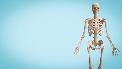 The Skull for education or sci concept 3d rendering.