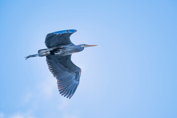 Blue heron flying in the blue sky