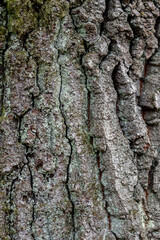 Background and pattern. rustic wood bark texture background of common hornbeam.
