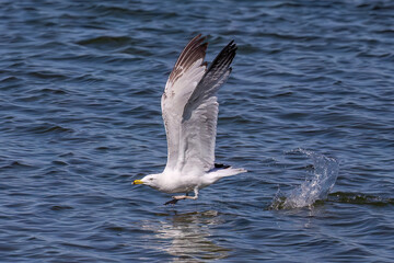 The ring-billed gull (Larus delawarensis) in flight, is a medium-sized gull