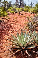 Agave Plant Dominating Rugged Desert Landscape, Sedona Ground View