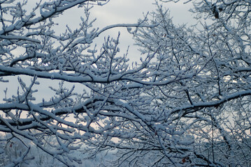 Obraz premium snow-covered tree branches in the forest and gray sky, view from below