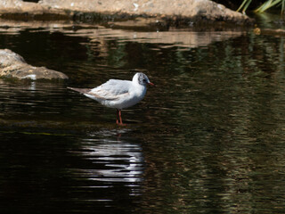 White bird in forest river with reflection